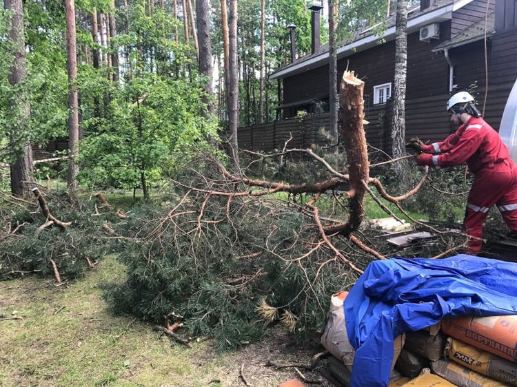 Як правильно прибрати дерево з ділянки - покрокова інструкція