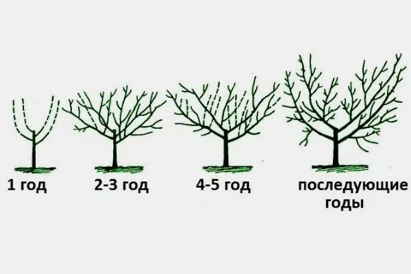 Формування низькорослої груші