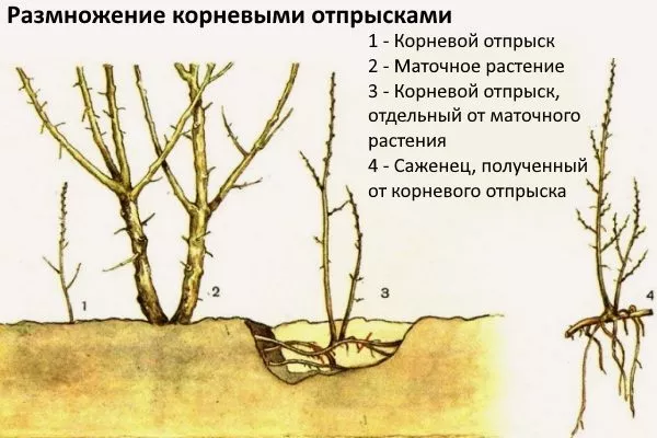 Розмноження кореневими нащадками