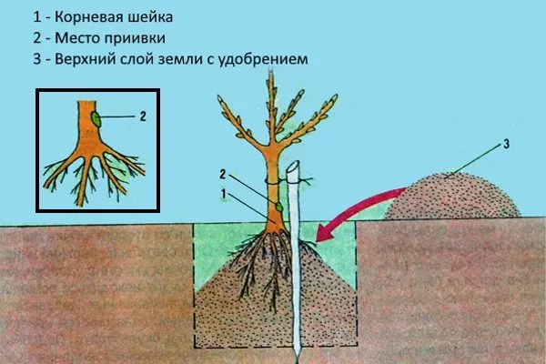 Схема посадки дерева