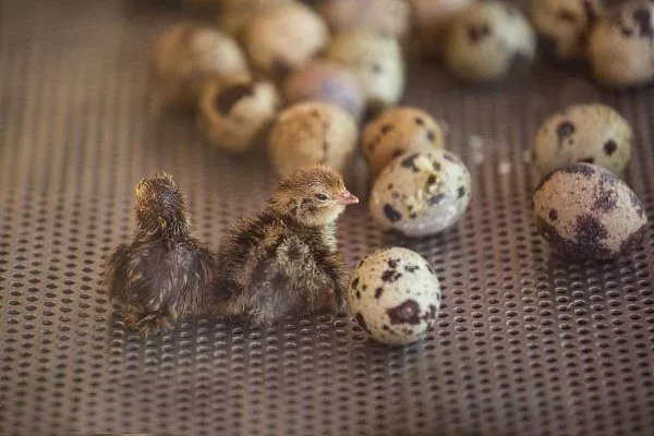 Інкубація перепелиних яєць