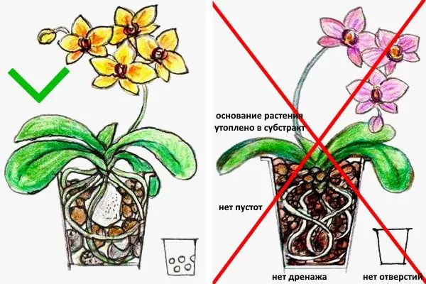 Правильна посадка фаленопсиса