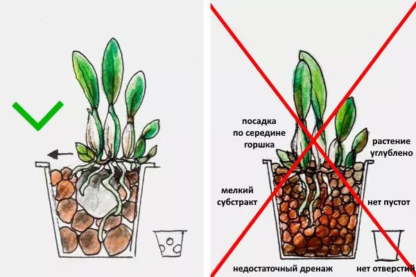 Правильна посадка каттлеї