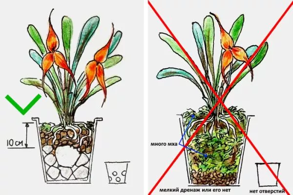 Правильна посадка орхідеї дракули