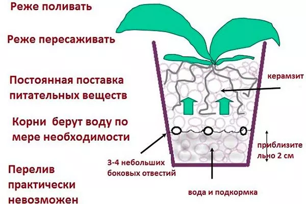 Посадка-орхідеї-в-керамзит