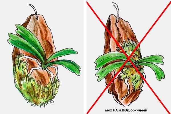 Посадка орхідеї на блок