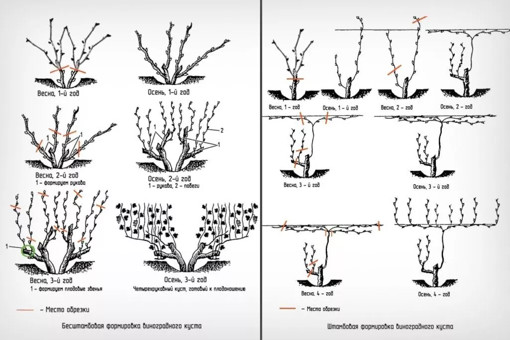 Штамбова і безштамбова обрізка винограду