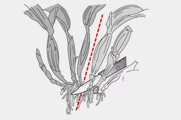 Розмноження орхідей діленням куща