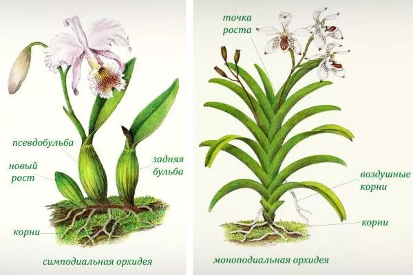 Моноподіальні та симподіальні орхідеї
