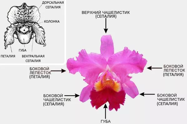 Будова квітки орхідеї