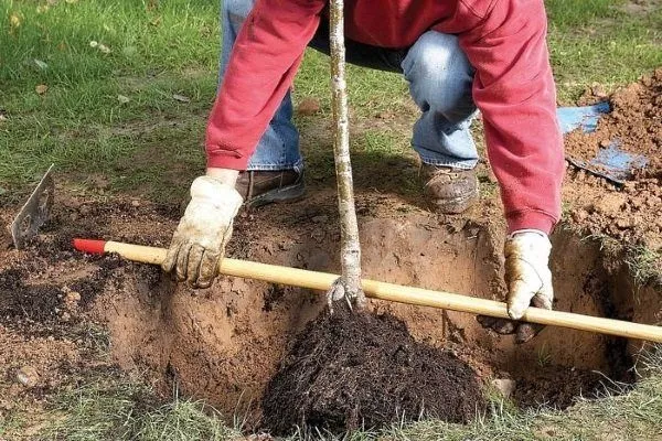 Посадка саджанця