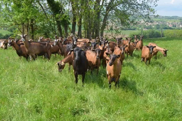 Чеські кози на пасовищі