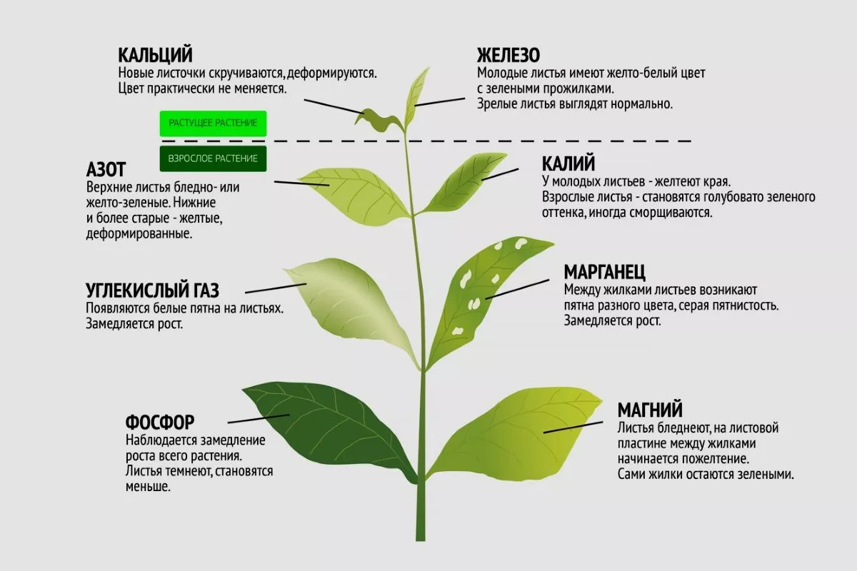 Чого не вистачає перцю