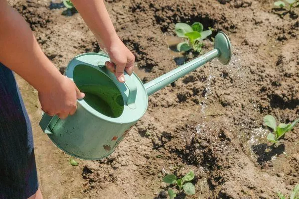 Полив капусти водою з йодом