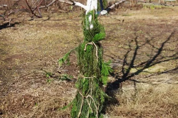 Підготовка дерева до зими