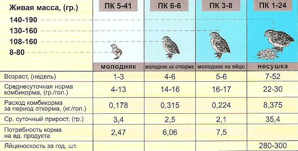 Схема відгодівлі перепелів різними комбікормами