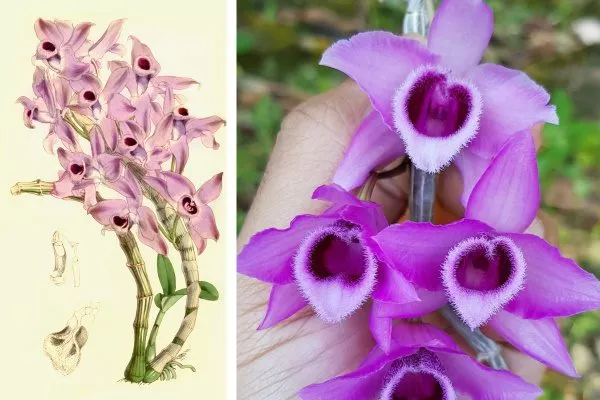 Dendrobium parishii