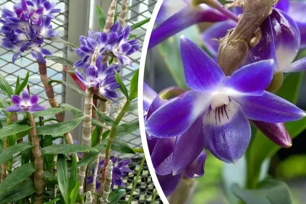 Queen Victoria's dendrobium