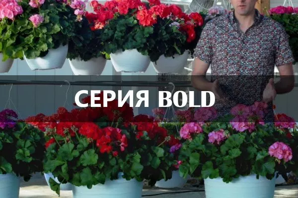 Пеларгонії серії Bold