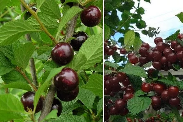 Повстяна вишня Смуглянка східна