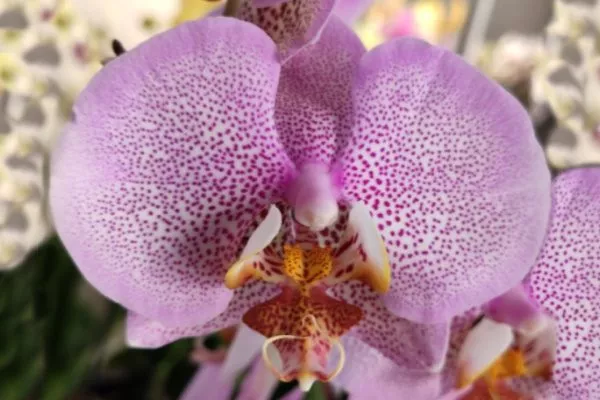 Орхідея Phalaenopsis Pink Dragon