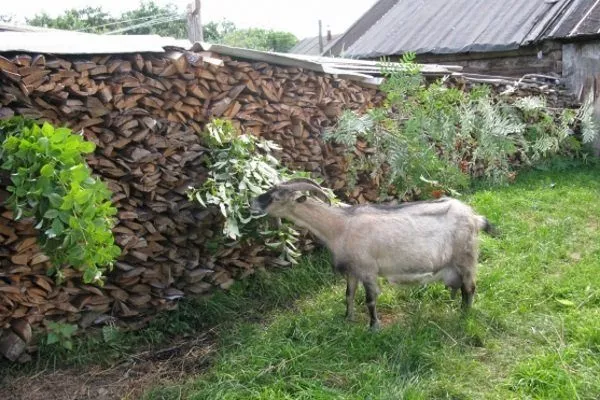 Гілковий корм для кіз