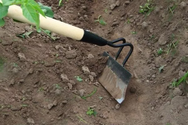 Підгортання помідор