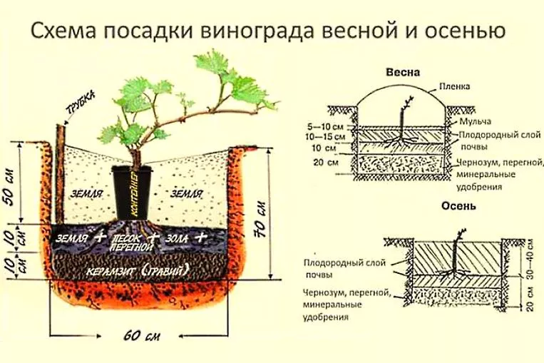 Технологія посадки винограду