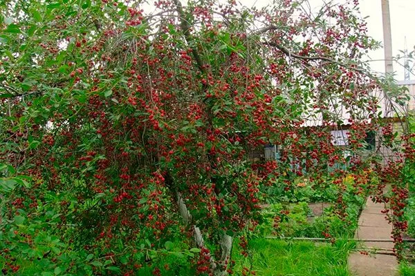 Висота і розміри дорослого дерева