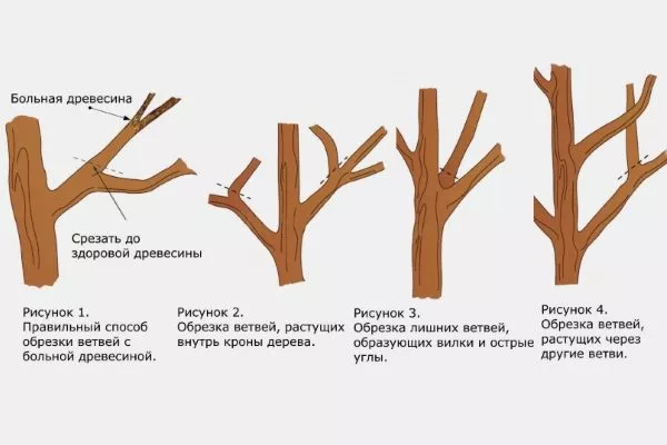 Санітарна обрізка груші