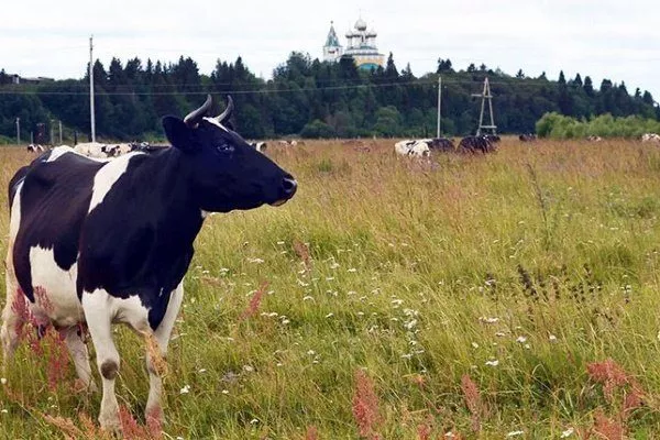 Корова на випасі