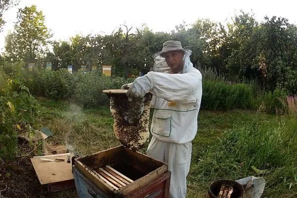 Пасічник виловлює бджіл