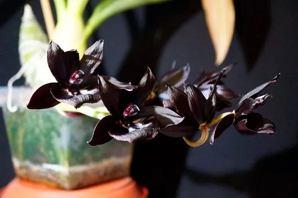 Monnierara Millennium Magic 'Witchcraft'