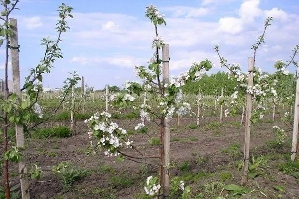 Яблуні на підщепах