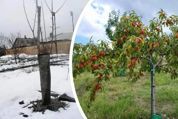 Руберойд як утеплювач дерев