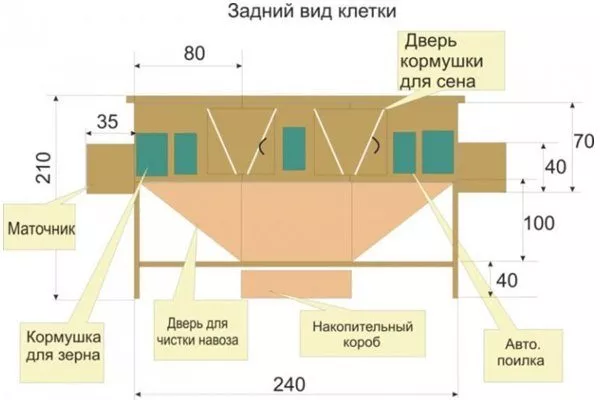 Розміри клітки ззаду