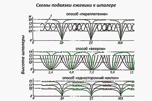 Способи підв'язки ожини до шпалери