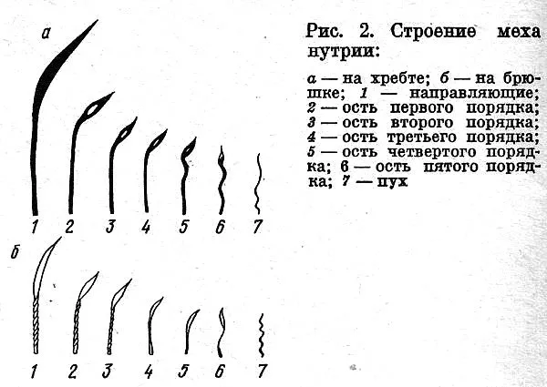 Структура хутра нутрії