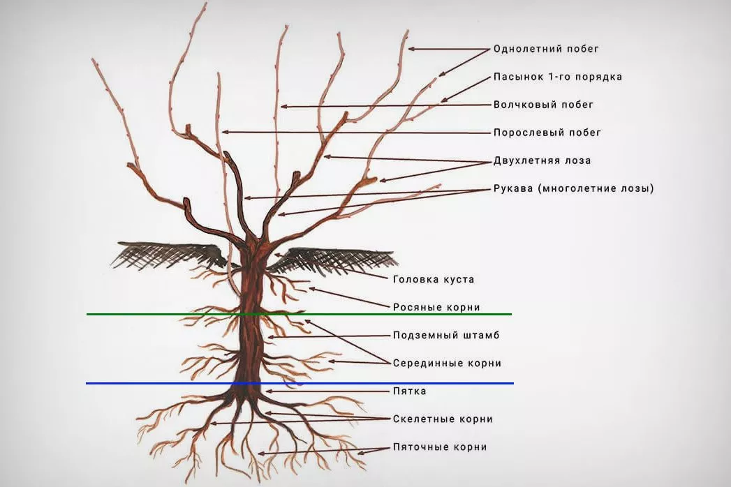 Будова кореневої системи винограду