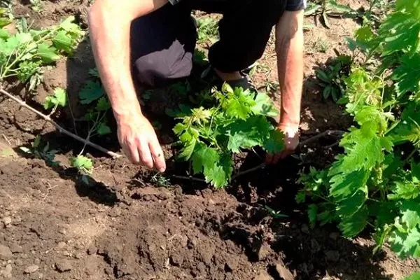 Розмноження відводками