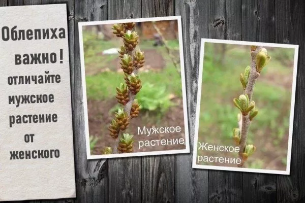 Відмінності
