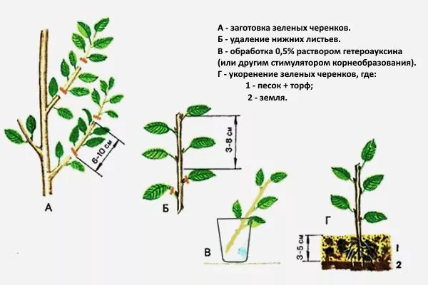 Розмноження вишні зеленими живцями